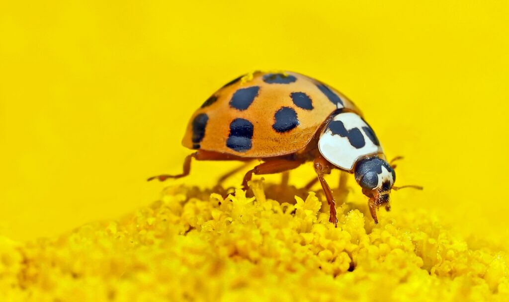 espèces de coccinelles