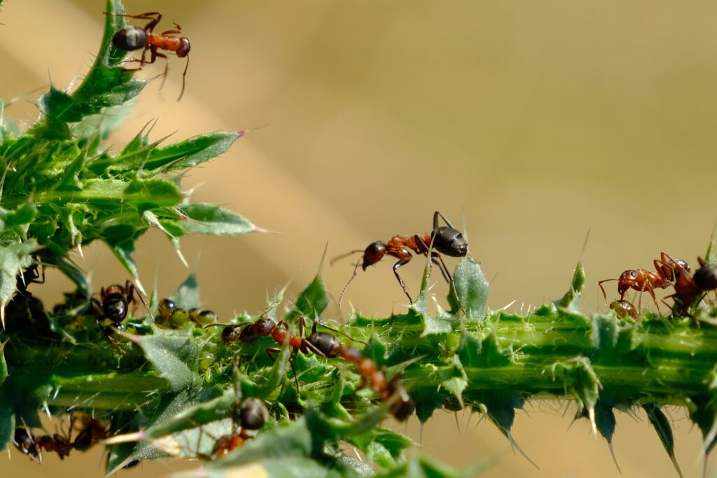 fourmis biodiversité