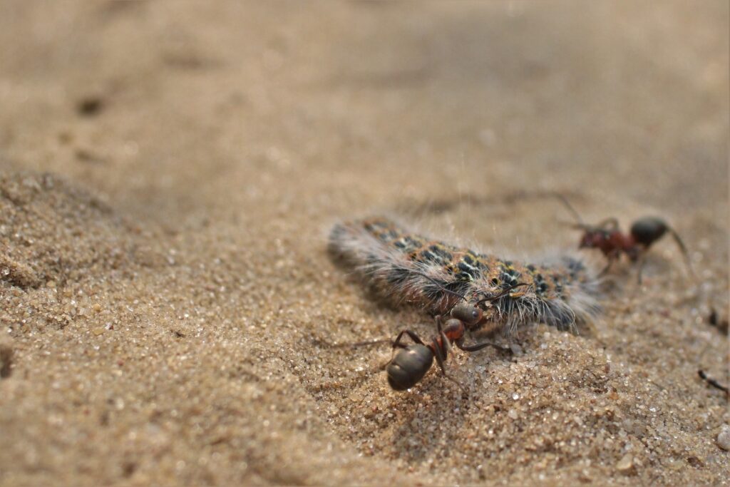 fourmis chasse