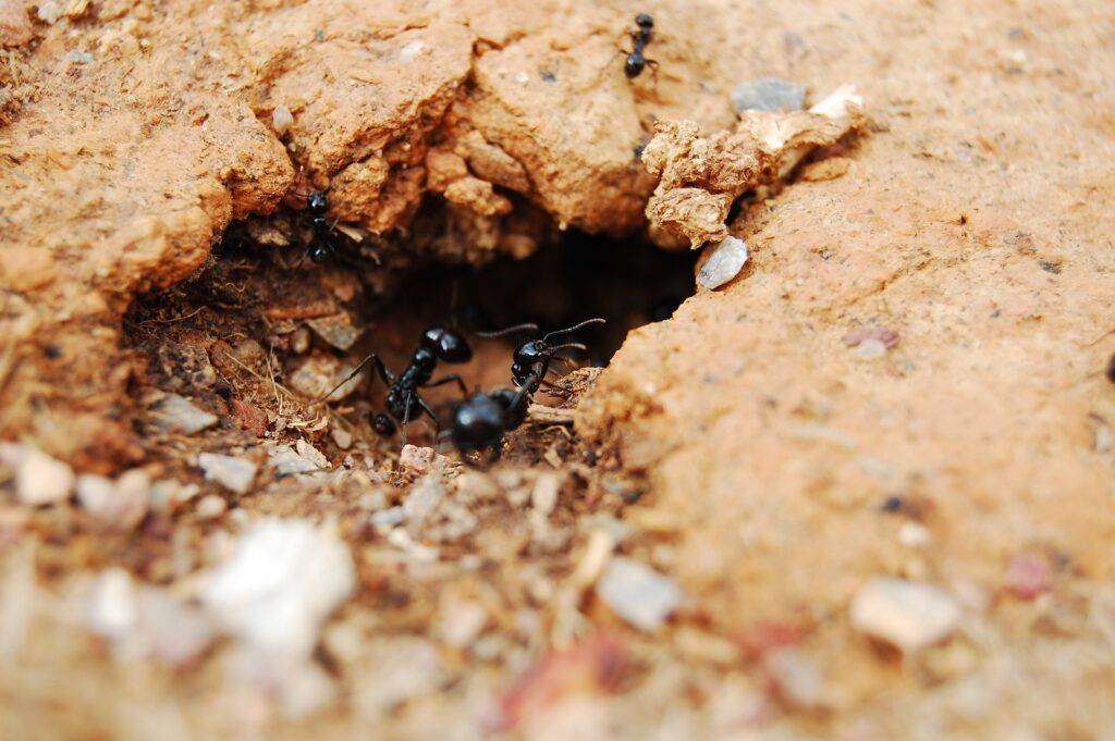 cycle de vie des fourmis