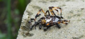 fourmis prédateurs