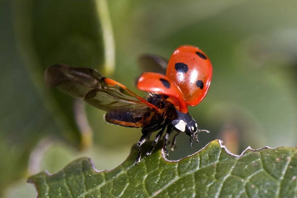 coccinelles