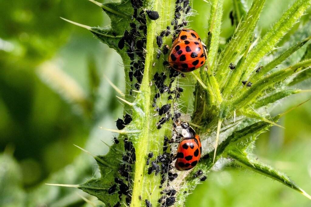 coccinelles pucerons