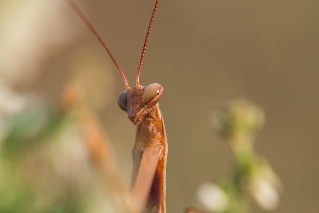 mantes religieuses