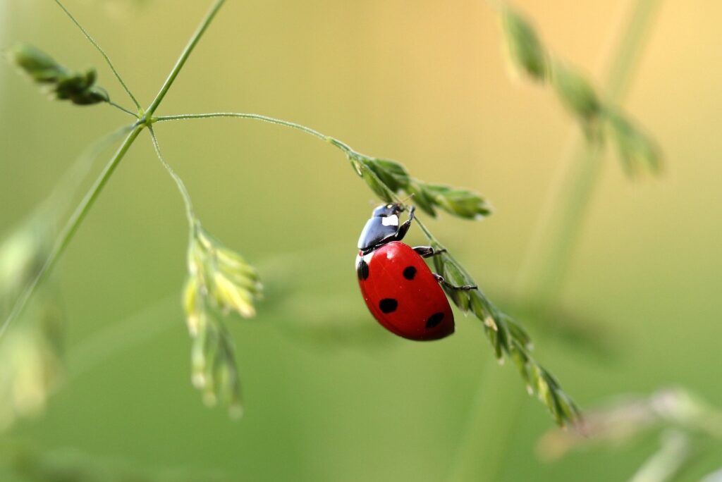 prédateurs coccinelles