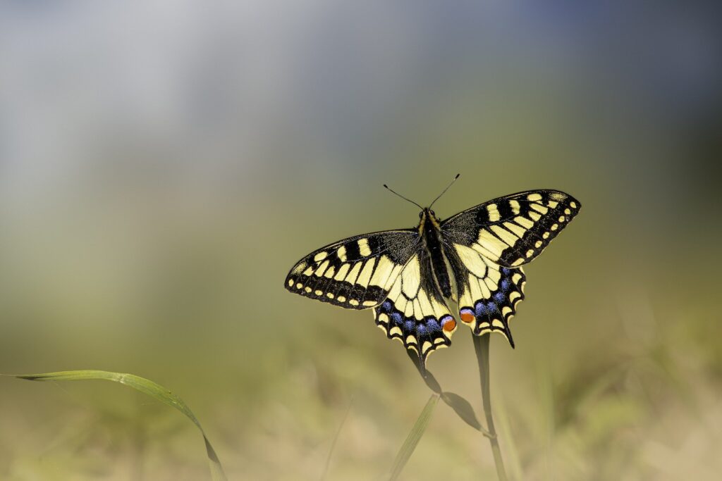 Papillons migration