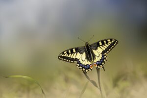 Papillons migration