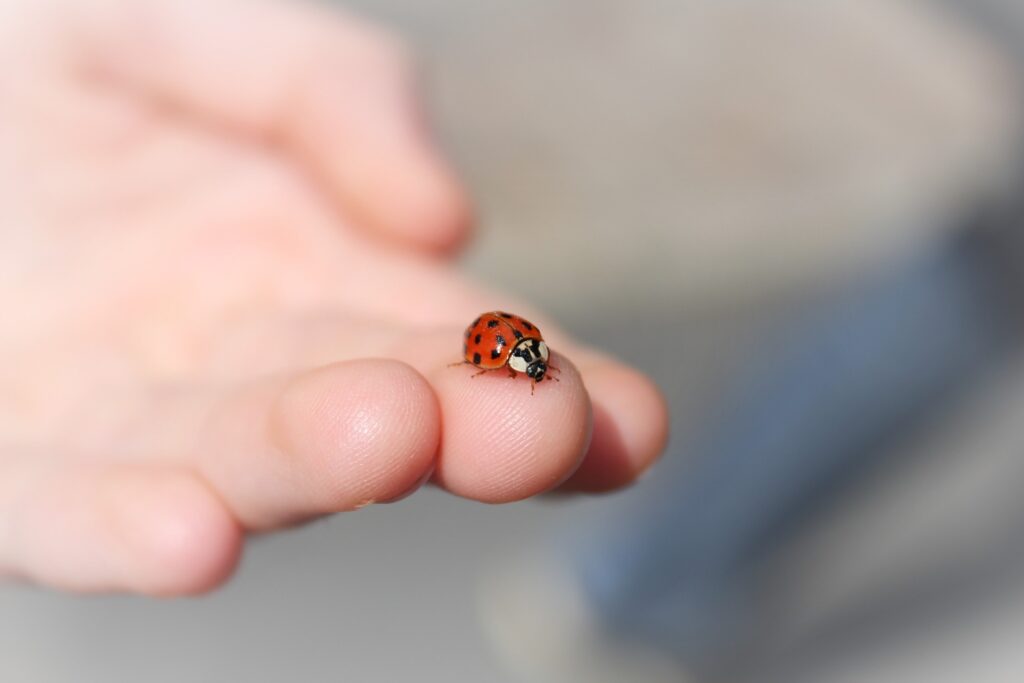 coccinelles élever