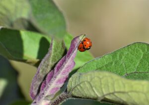 développement coccinelles