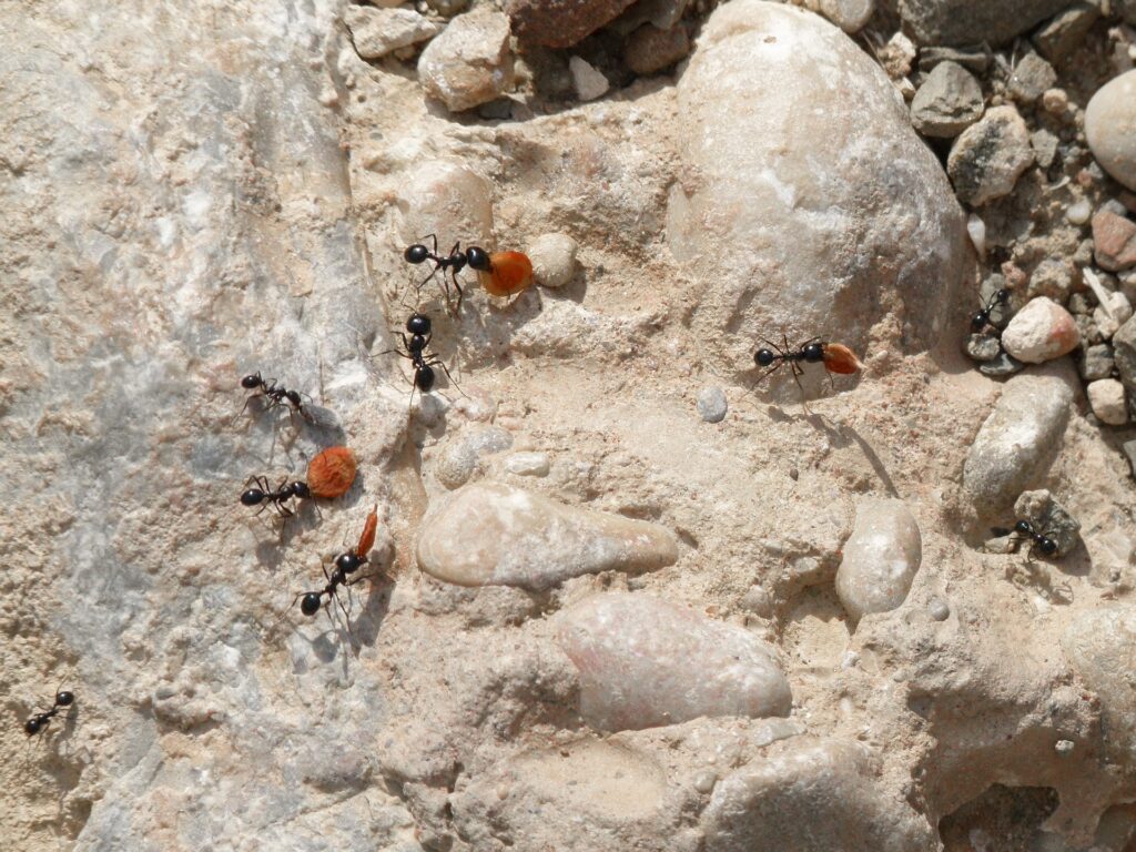 fourmis graines