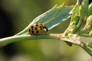 coccinelles asiatiques