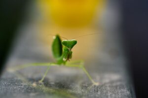 mantes religieuses ecosysteme