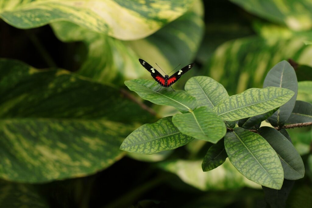 papillon plantes hôtes