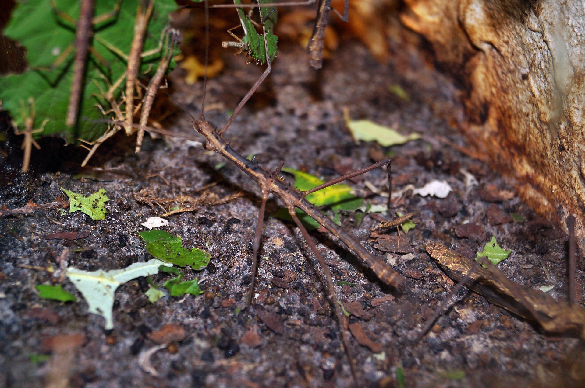 Elevage Insect Comment Débuter Un Élevage De Phasmes ? Infos – GDKGUD
