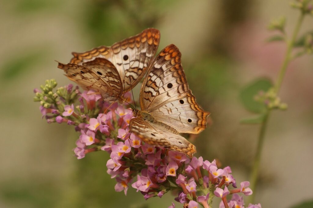 relâcher papillons