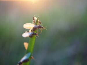 fourmis volante