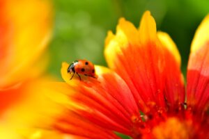 coccinelles pollinisation