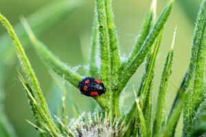 coccinelles pucerons