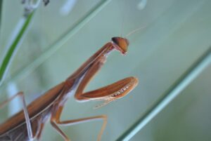 mantes religieuses