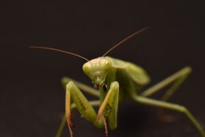 mantes religieuses dans le monde