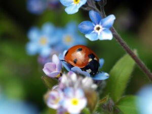 Coccinelles bon Dieu