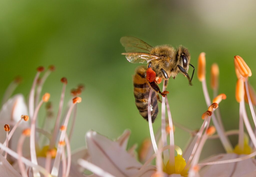 élever des abeilles