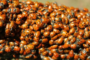 lutte biologique coccinelles