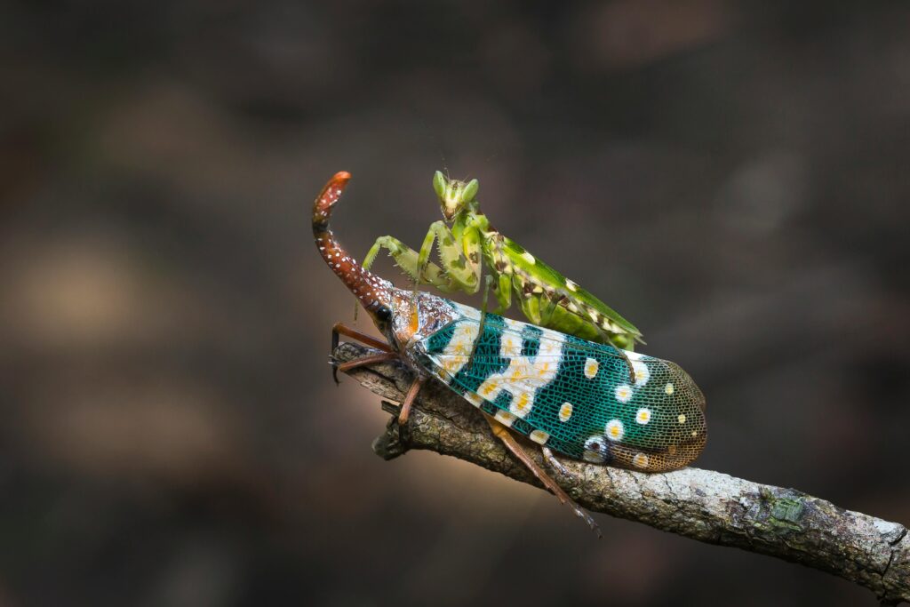 mantes religieuses nuisibles