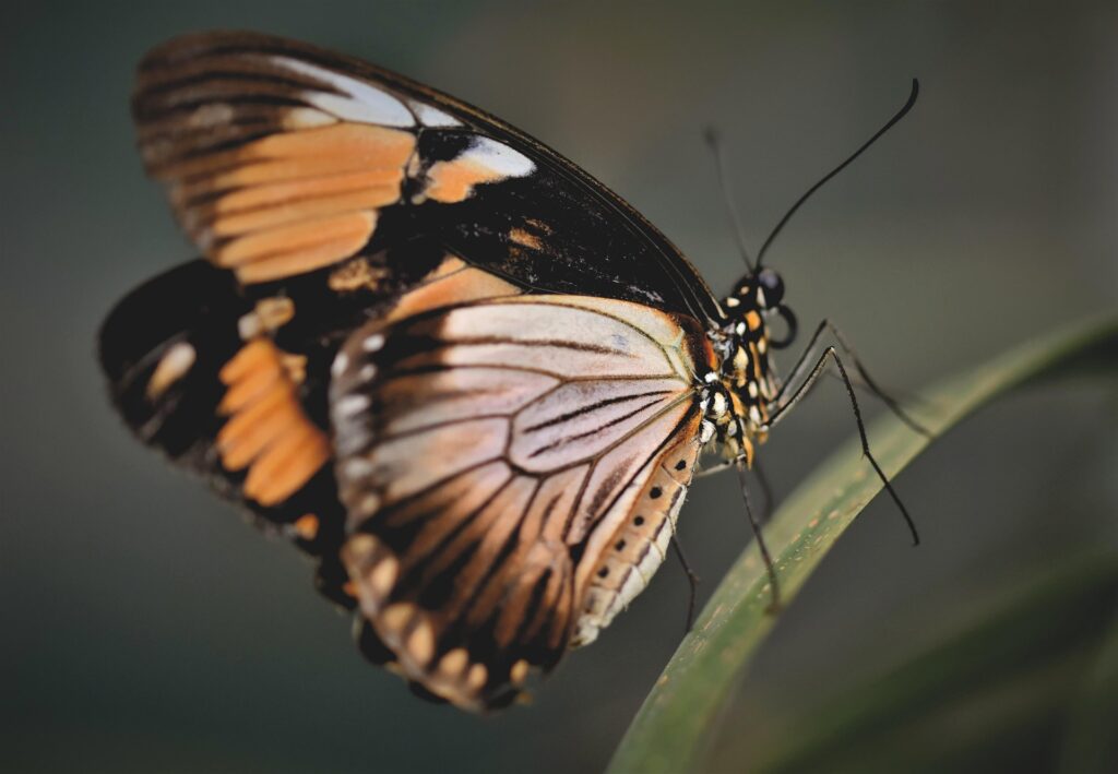 papillons toxiques