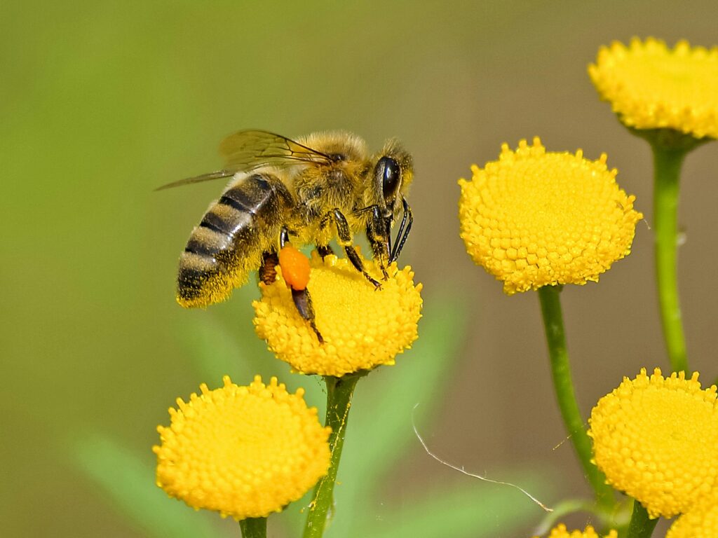 plantes préférées des abeilles