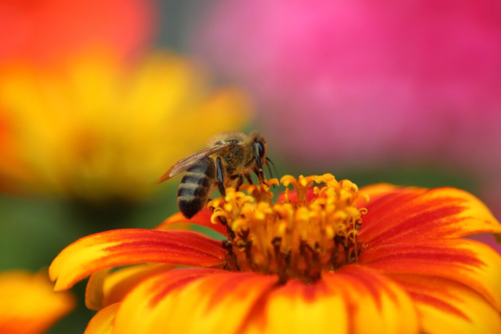 abeille agriculture