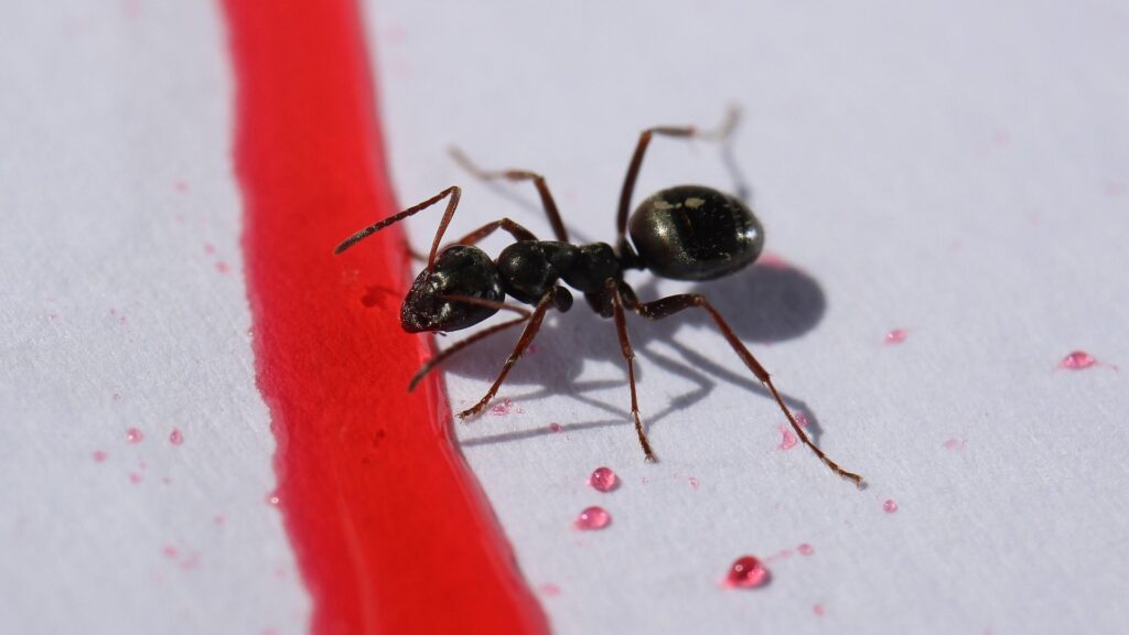 élevage de fourmis