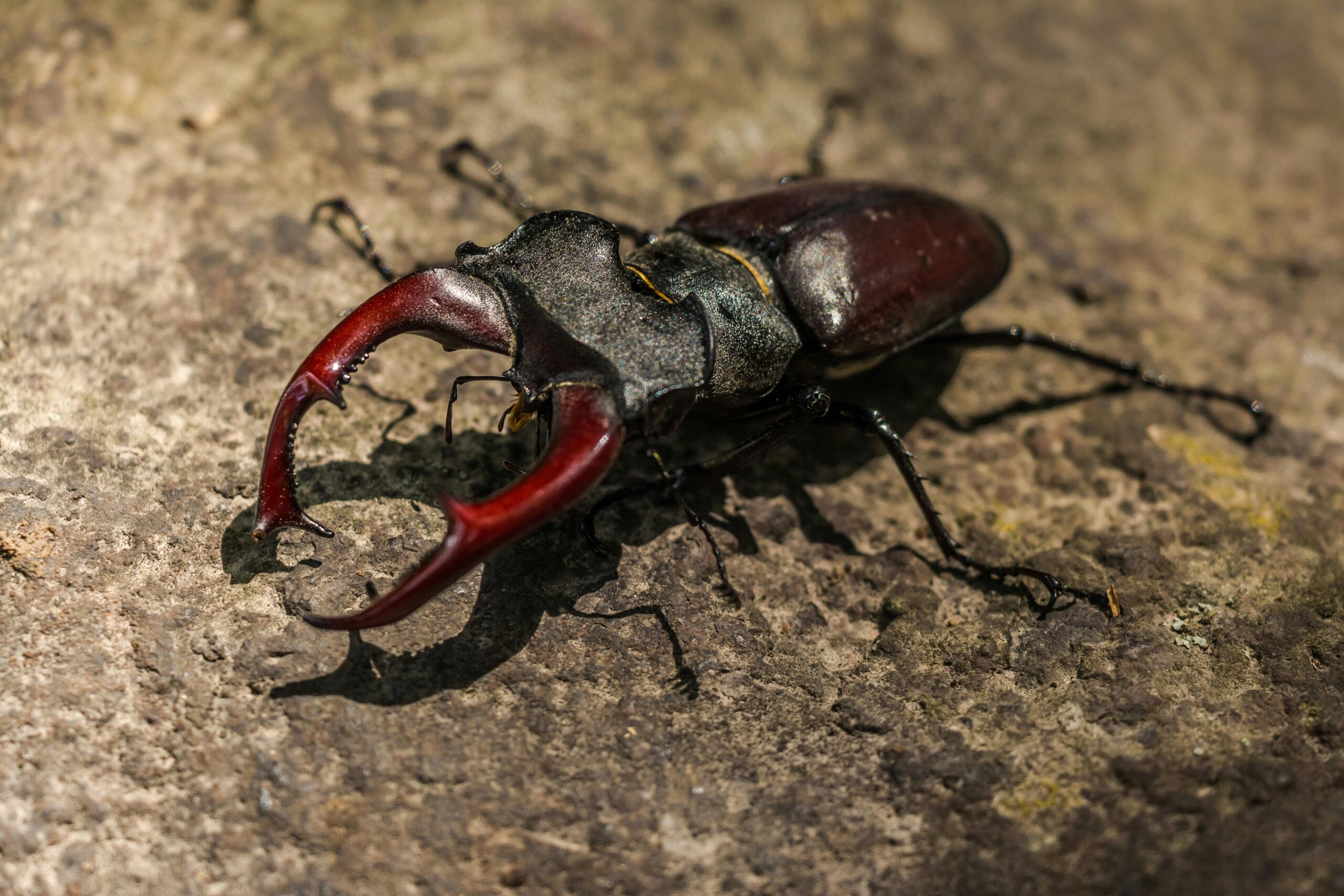 Elevage Insect Comment s'appelle l'élevage d'insectes ? | elevageinsectes.fr