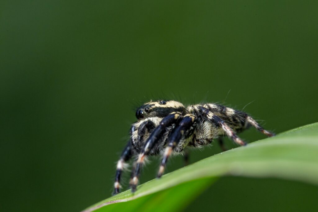 élevage d’araignées