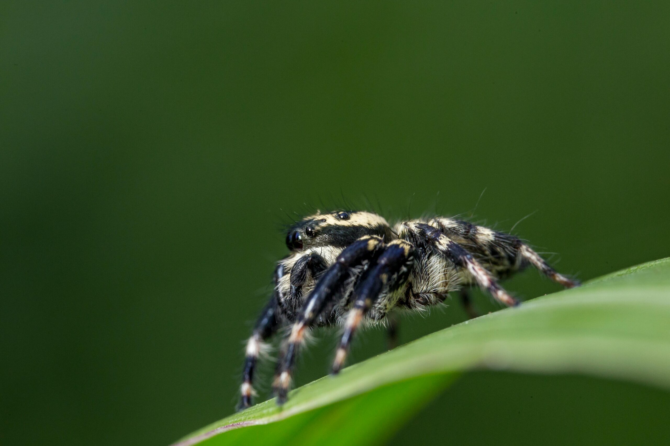Elevage Insect Élevage d’araignées : un monde à découvrir | elevageinsectes.fr